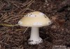 muchomůrka slámožlutá (Houby), Amanita gemmata (Fungi)